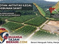 Diduga Kuasai 500 Hektar Hutan Produksi secara Ilegal, Aktivitas Perkebunan Sawit di Sintang Disorot