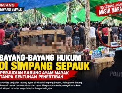Bayang-Bayang Hukum di Simpang Sepauk: Perjudian Sabung Ayam Marak Tanpa Sentuhan Penertiban